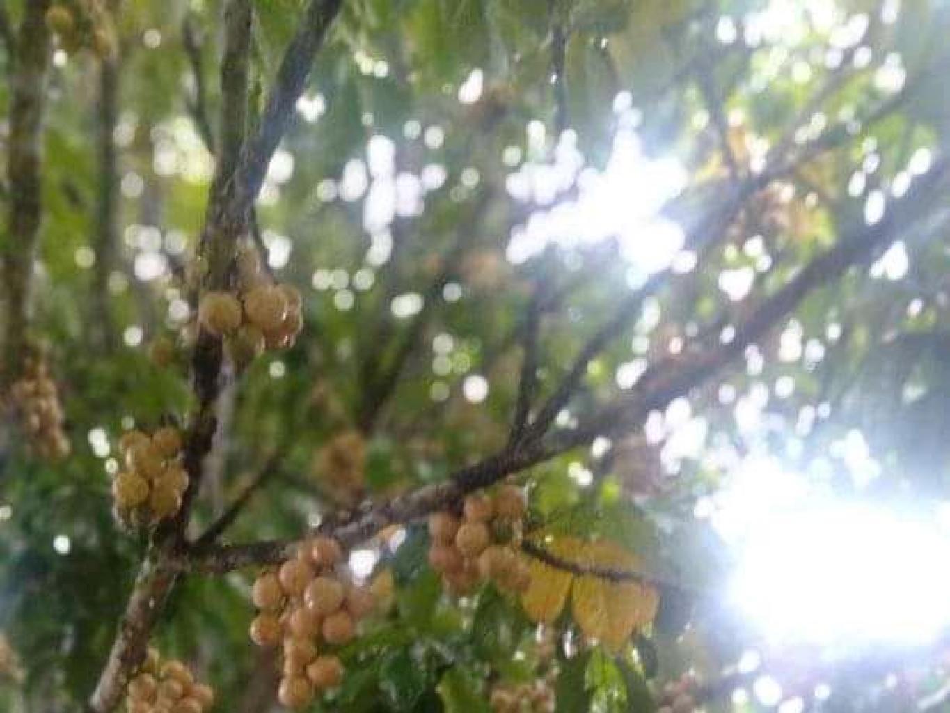 Buah Duku