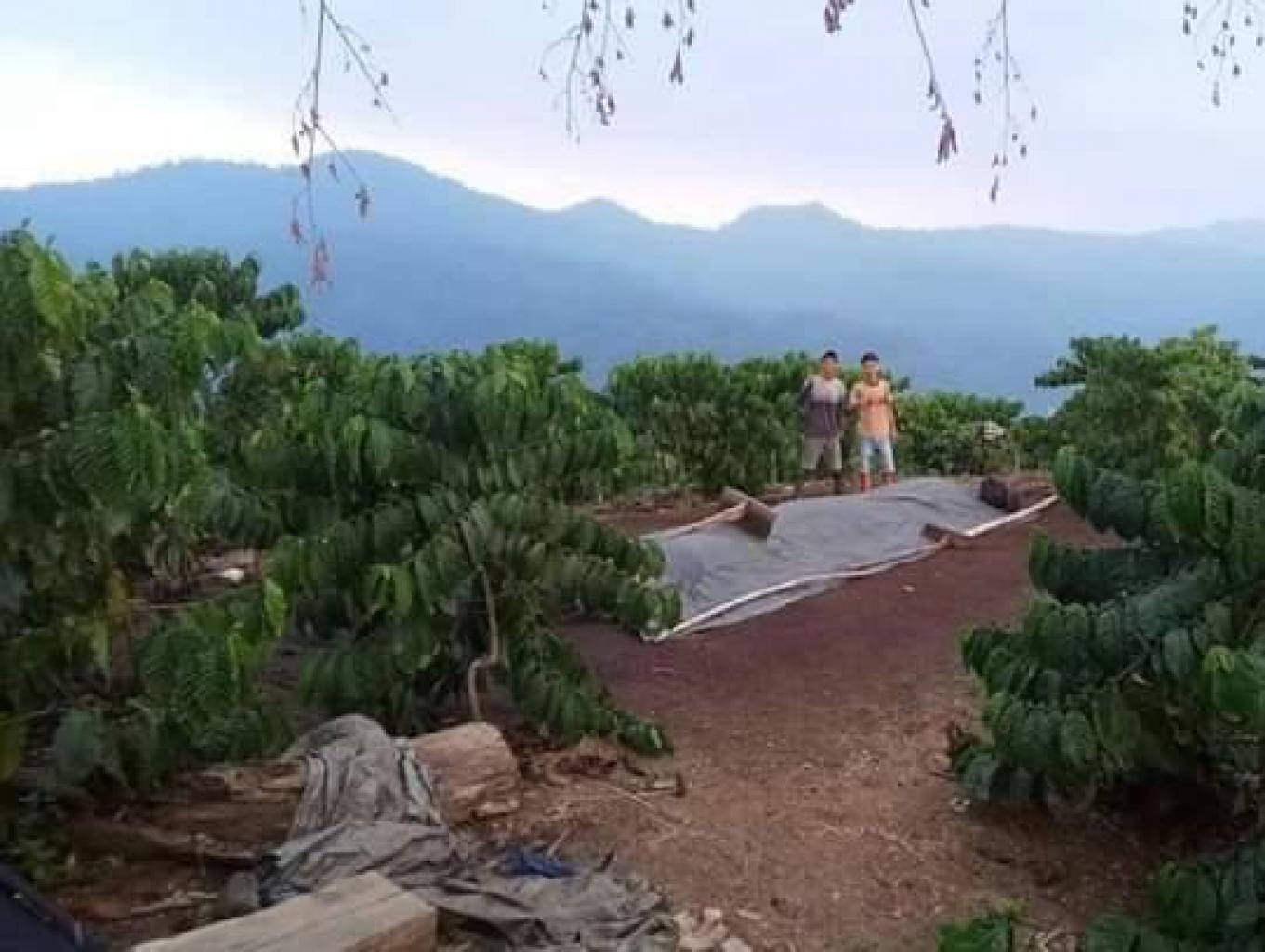 Kopi Dan Perkebunan Kopi Dataran Tinggi