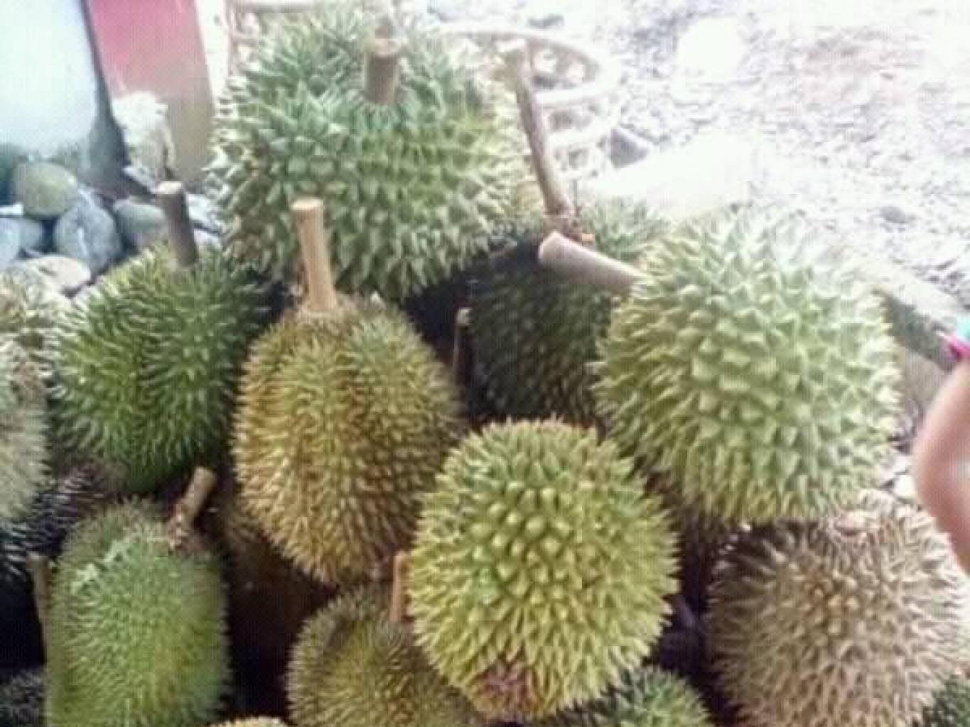 Durian Pematang Alam