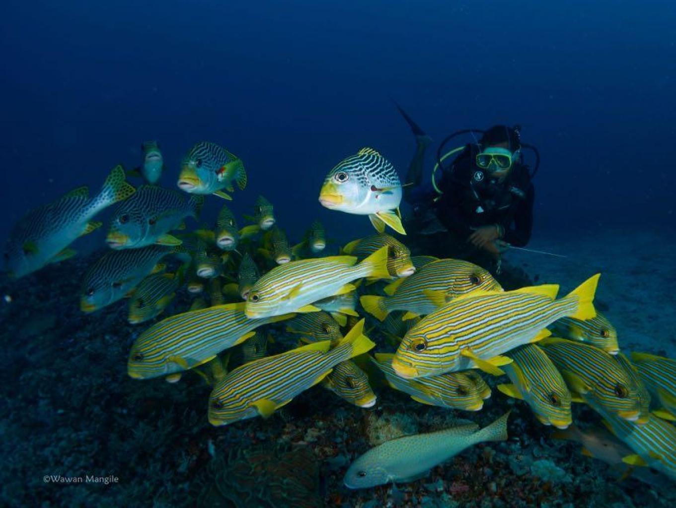 Diving Center