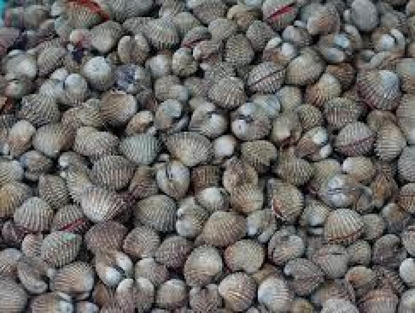 Ngeremis Berandun-randun