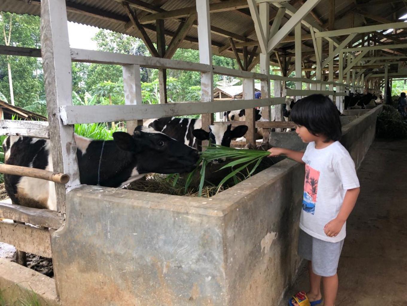 Wisata Kampung Sapi At  Guranteng