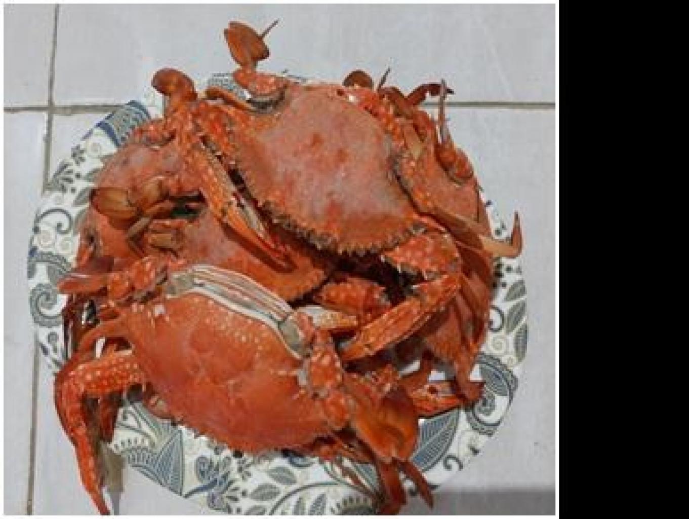 Kepiting