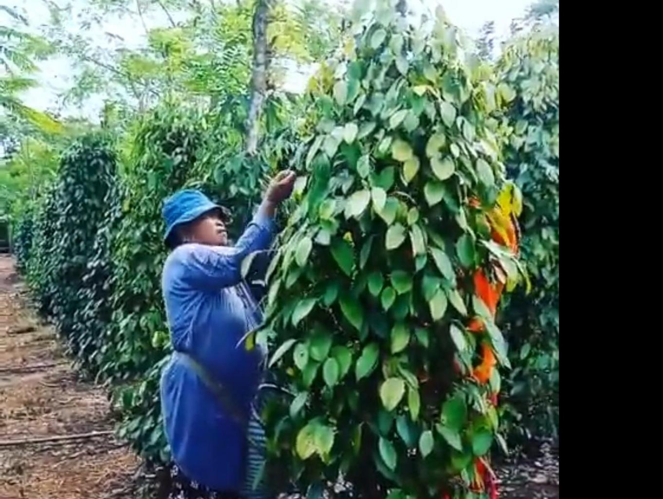 Wisata Pertanian Dan Perkebunan Lada