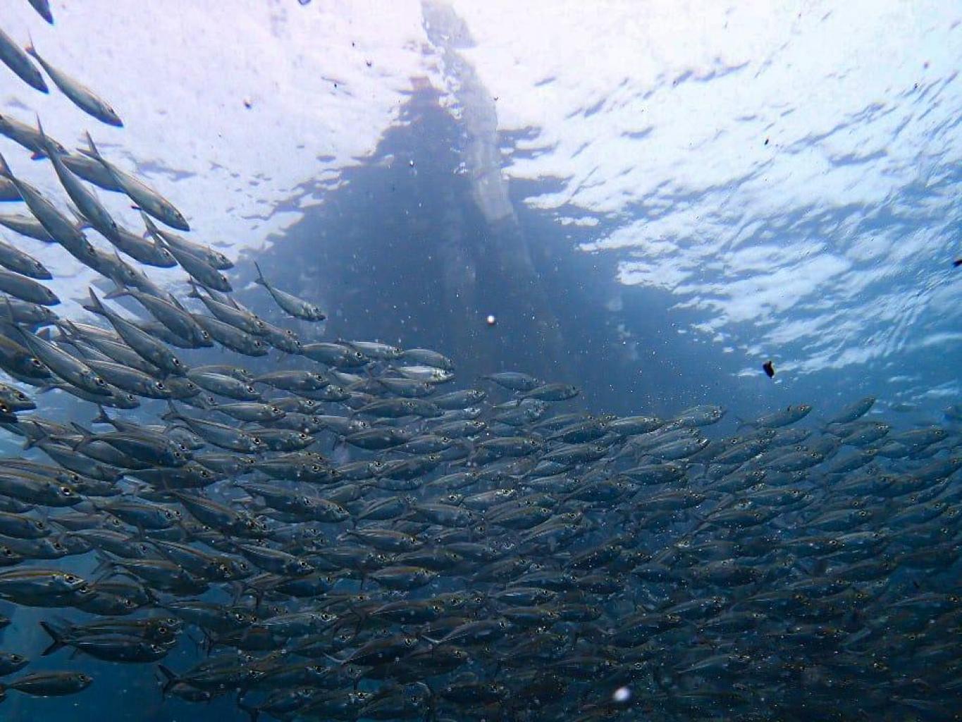 Snorkeling Dan Diving