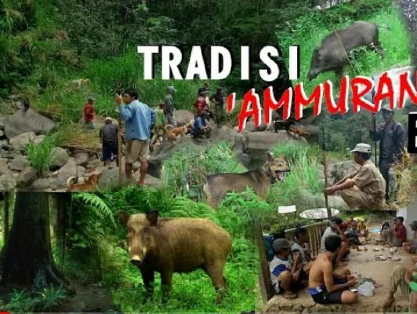 Tradisi Berburu Babi Hutan (ammurang)