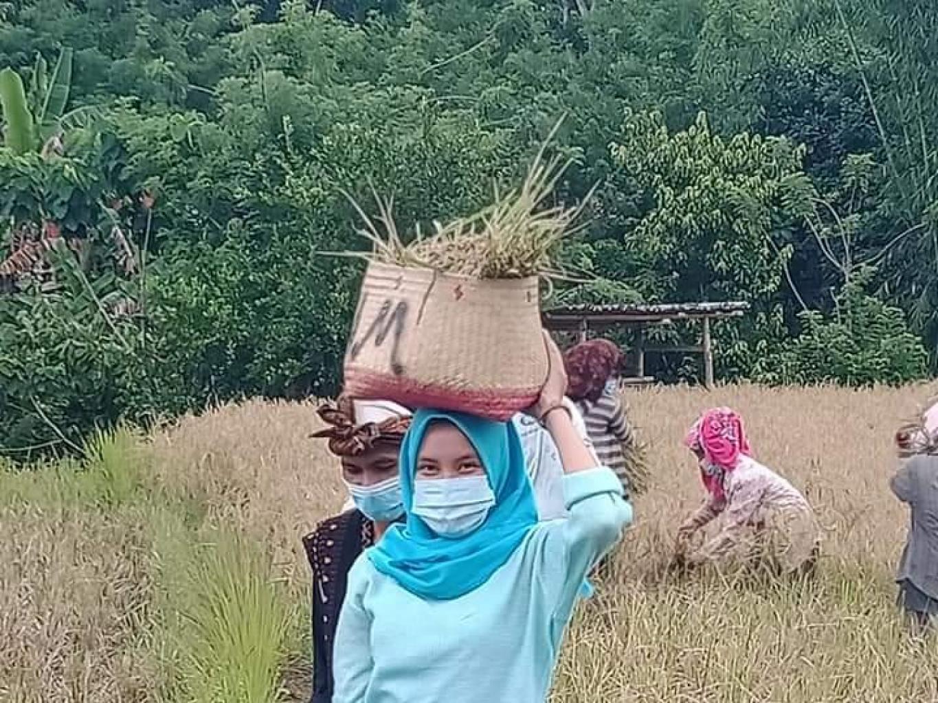 Panen Padi