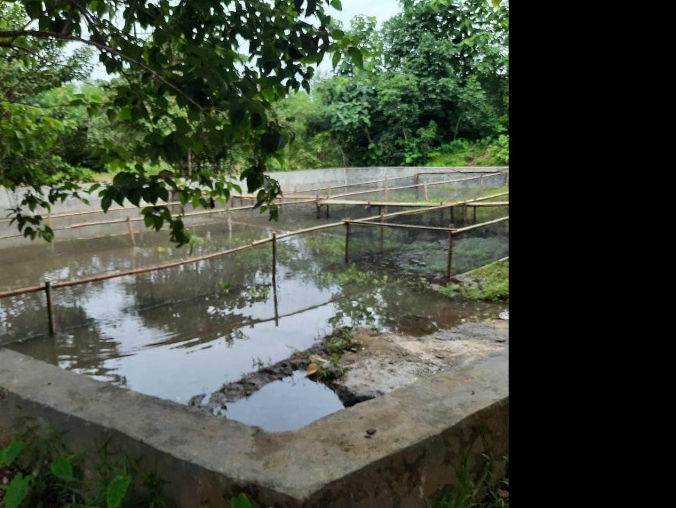 Mancing Ikan Lele & Ikan Emas