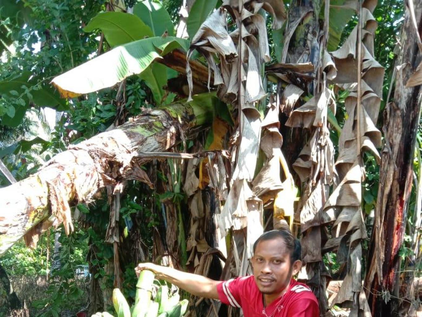 Perkebunan Pisang