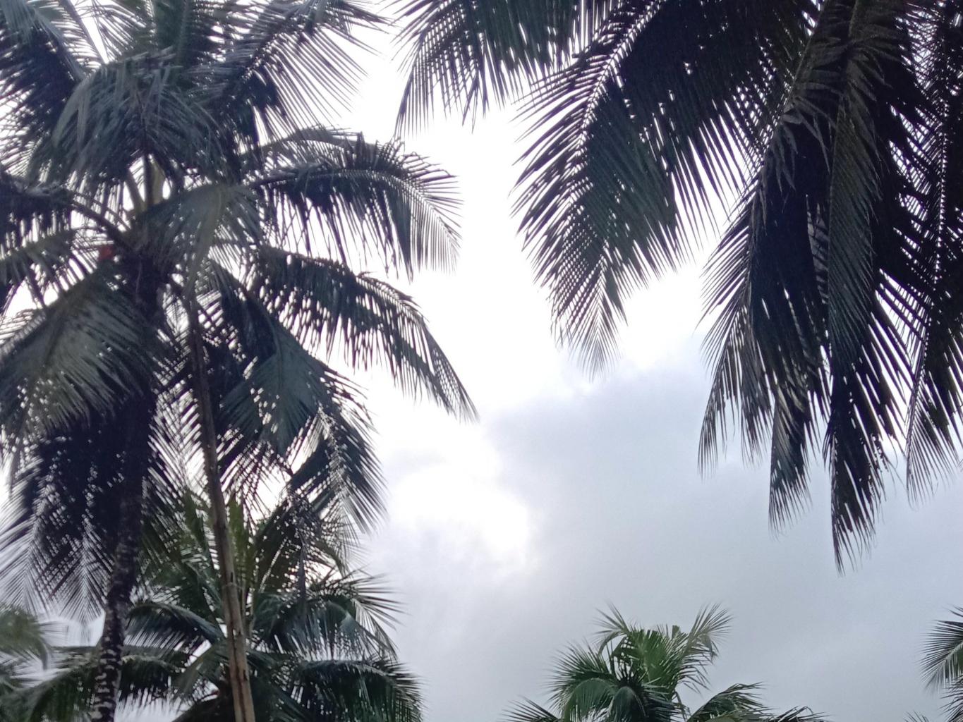 Kebun Kelapa
