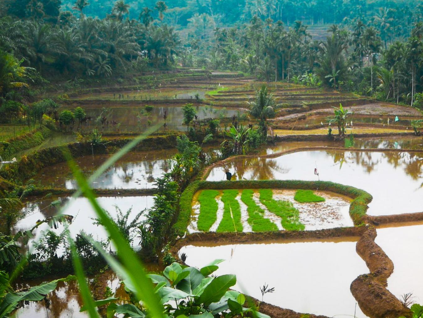 Wisata Alam Persawahan