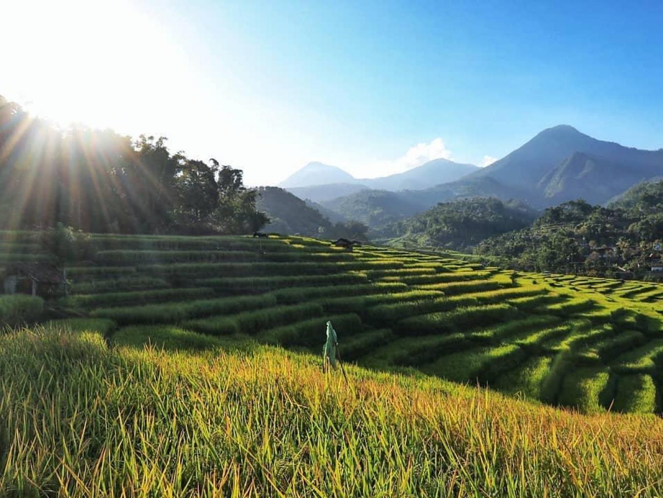 Grawah Rice Terraces