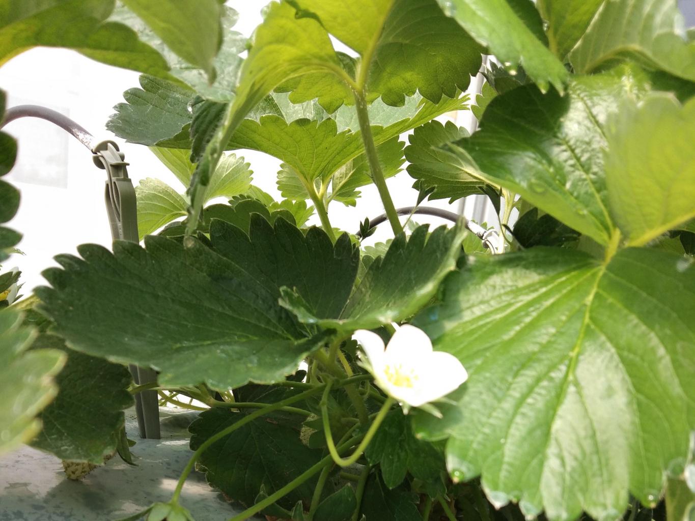Greenhouse Strawberry