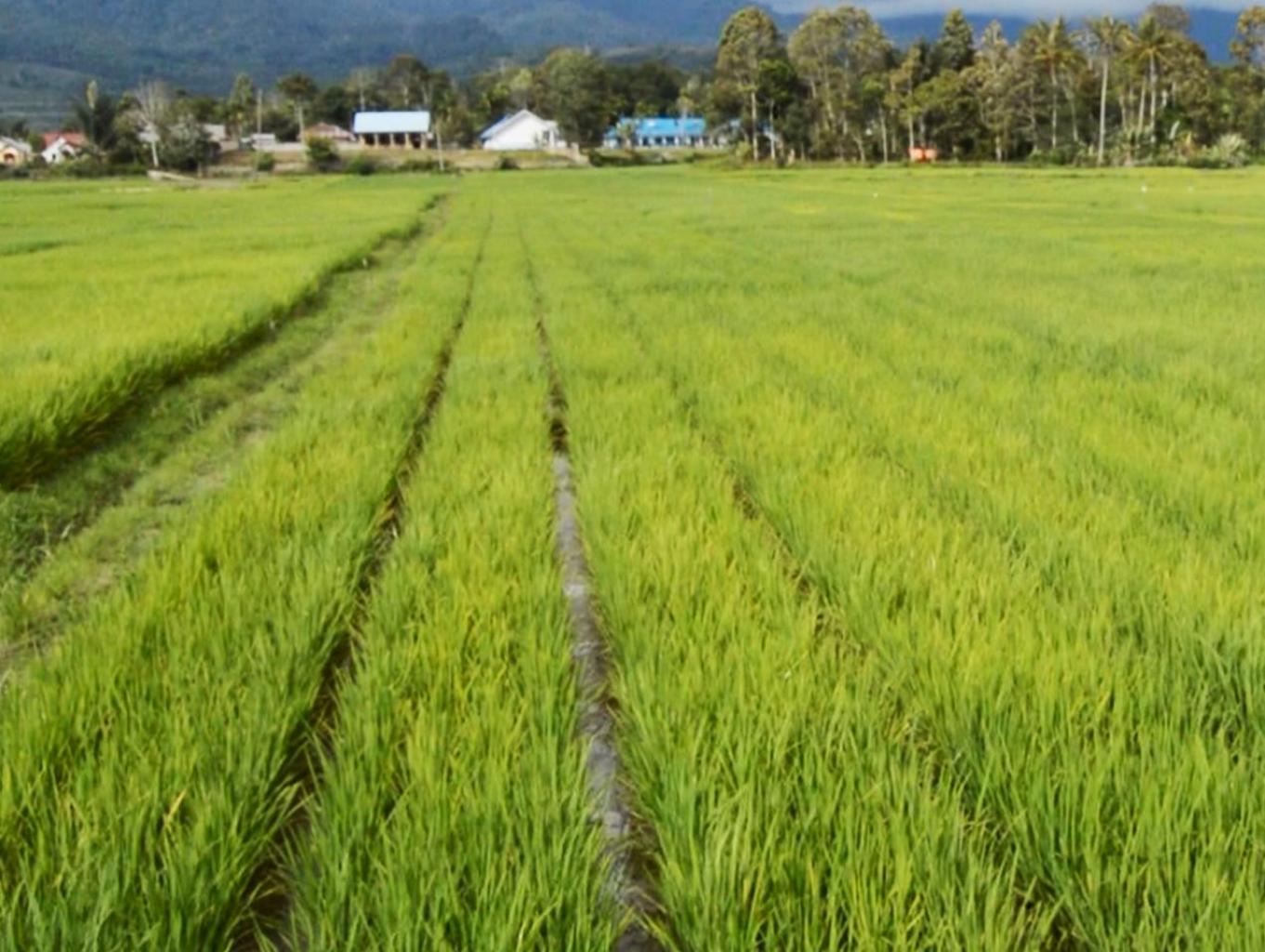 Persawahan