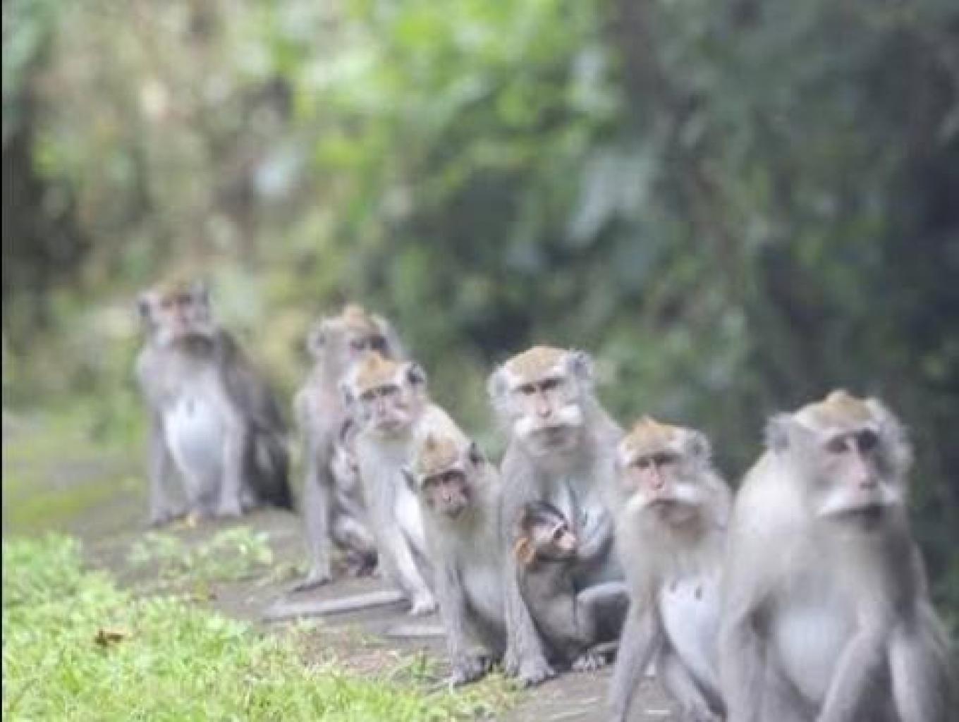 Wisata Primata