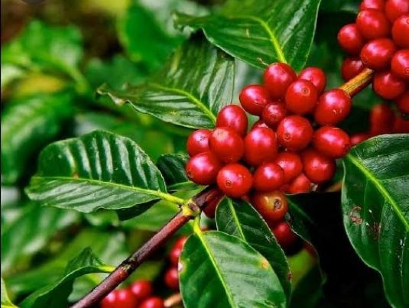 Tour Ladang Kopi Robusta Dan Arabica Sidikalang