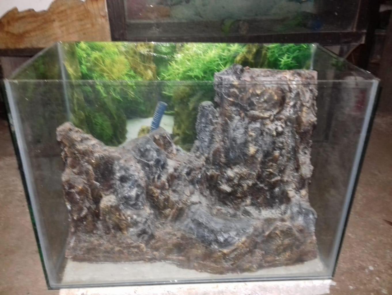 Aquarium Gabus