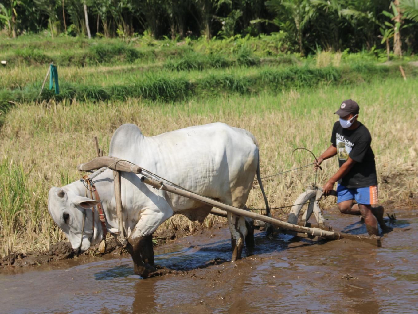 Bajak Sawah