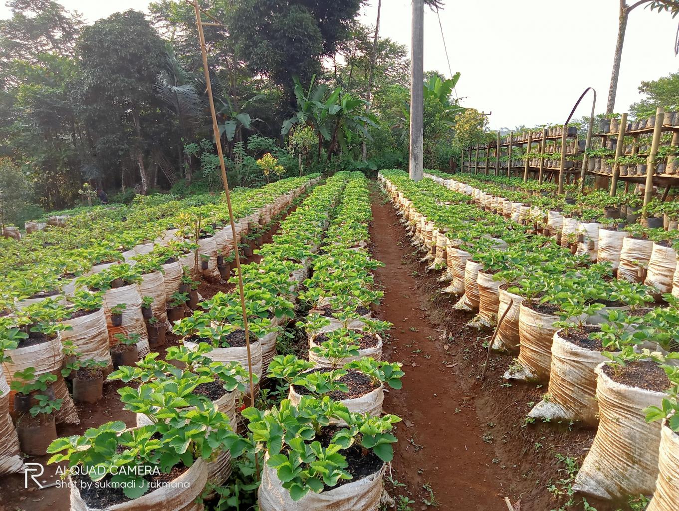 Mini Garden Strawberry Farm Citorek Tengah