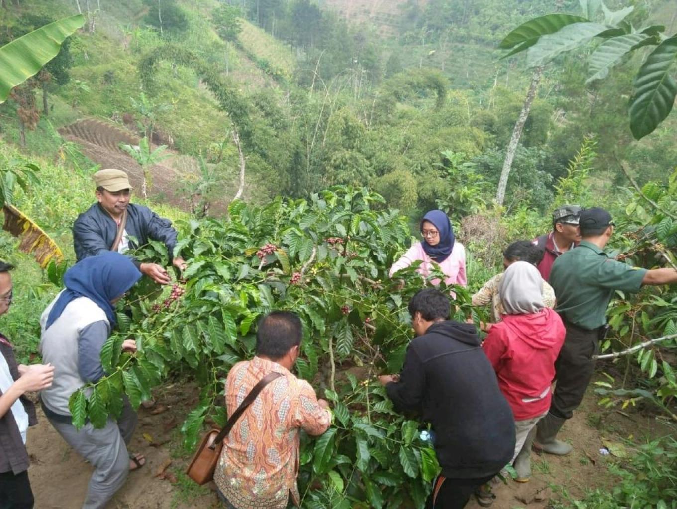 Petik Kopi