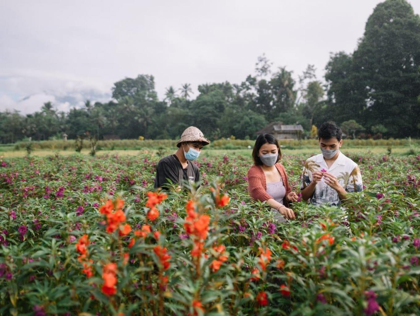 Memetik Bunga Di Sawah
