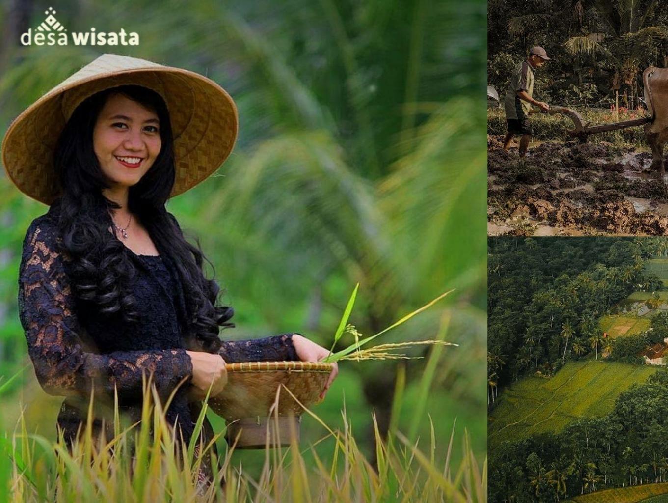 Membajak Sawah