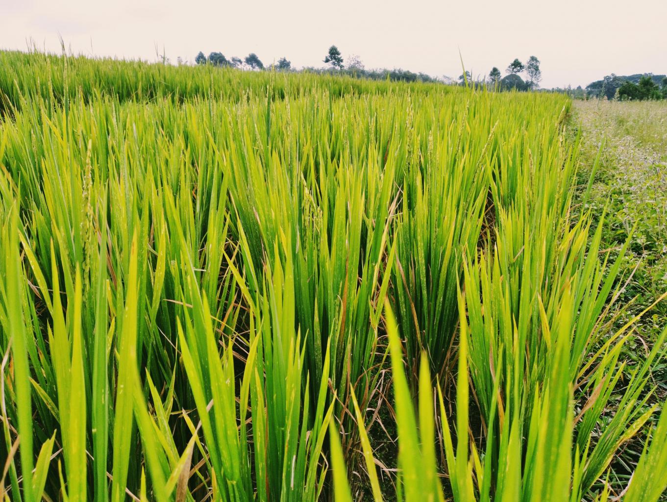 Wisata Persawahan/belajar Bertani