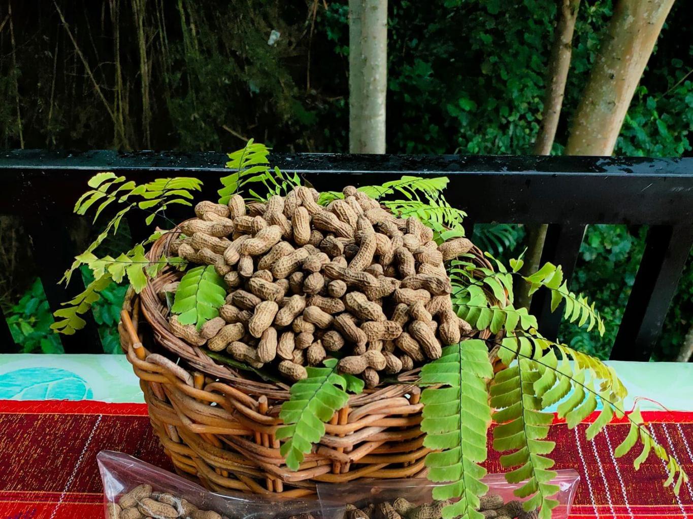 Manaok Kassang (shangrai Kacang)