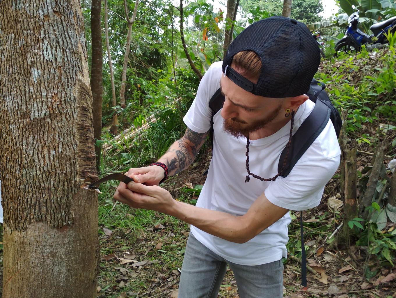 Belajar Menydap Pohon Karet