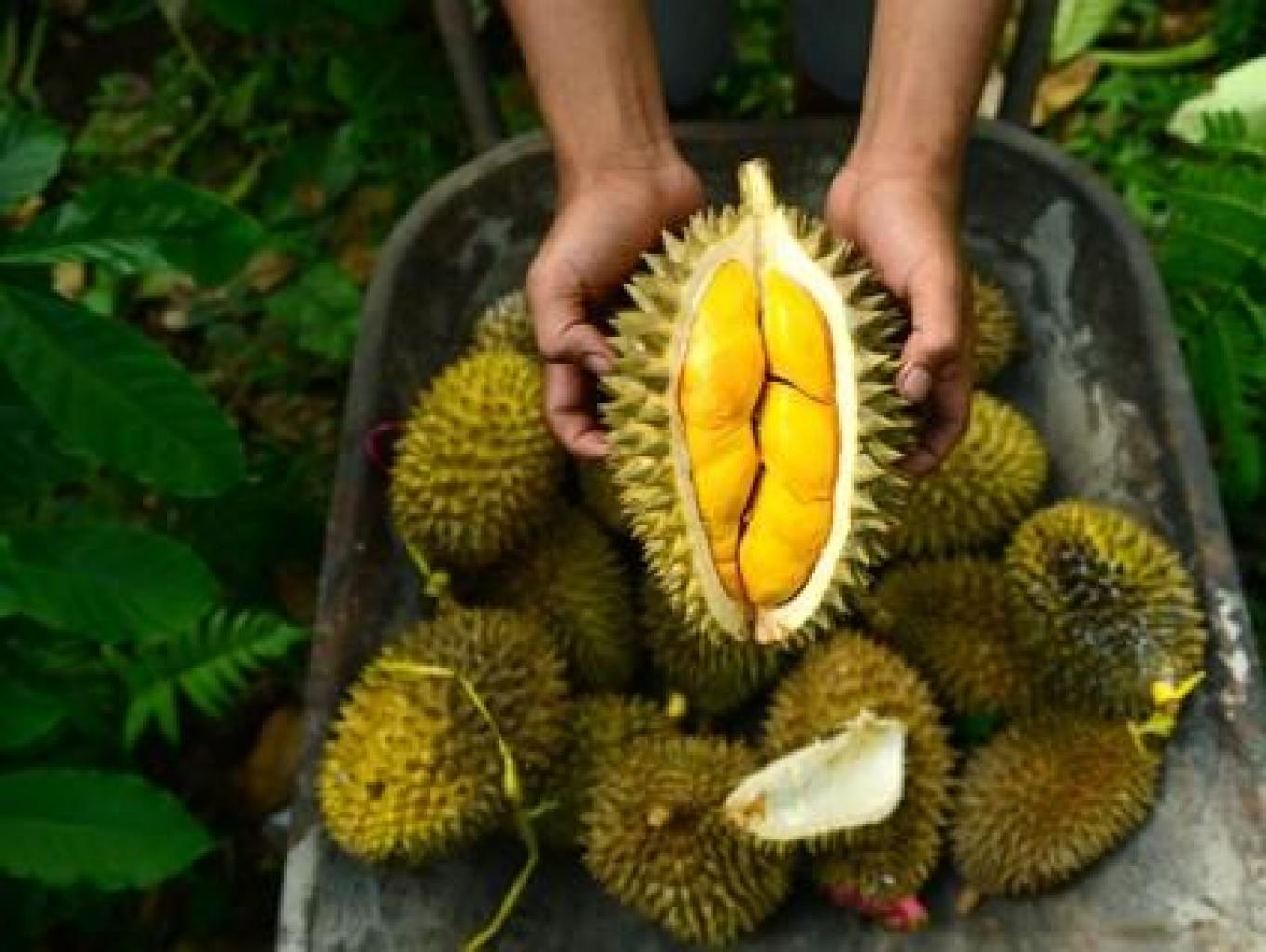 Agrowisata Kebun Buah Durian