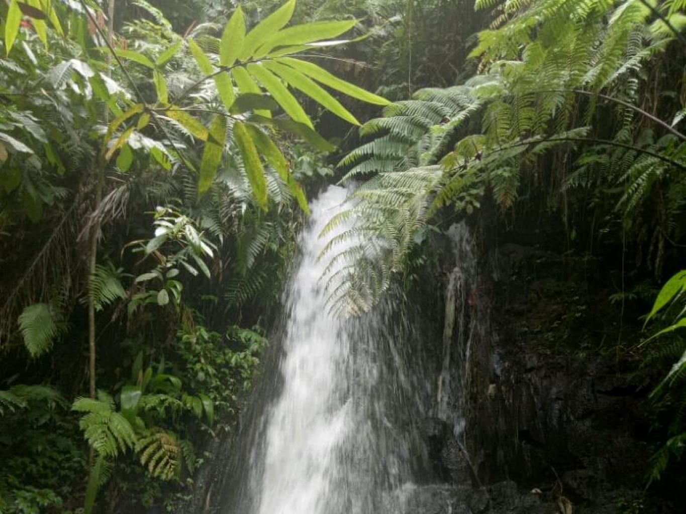 Kedisan