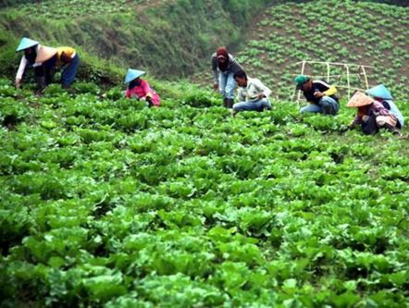 Wisata Kebun Sayuran