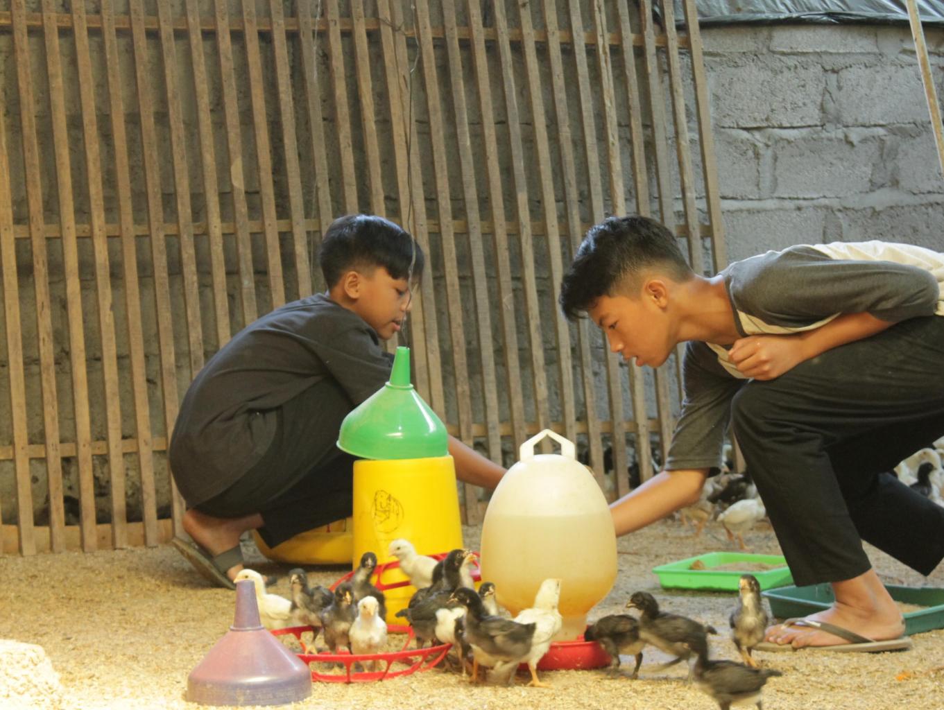 Belajar Budidaya Ayam Jawa Super