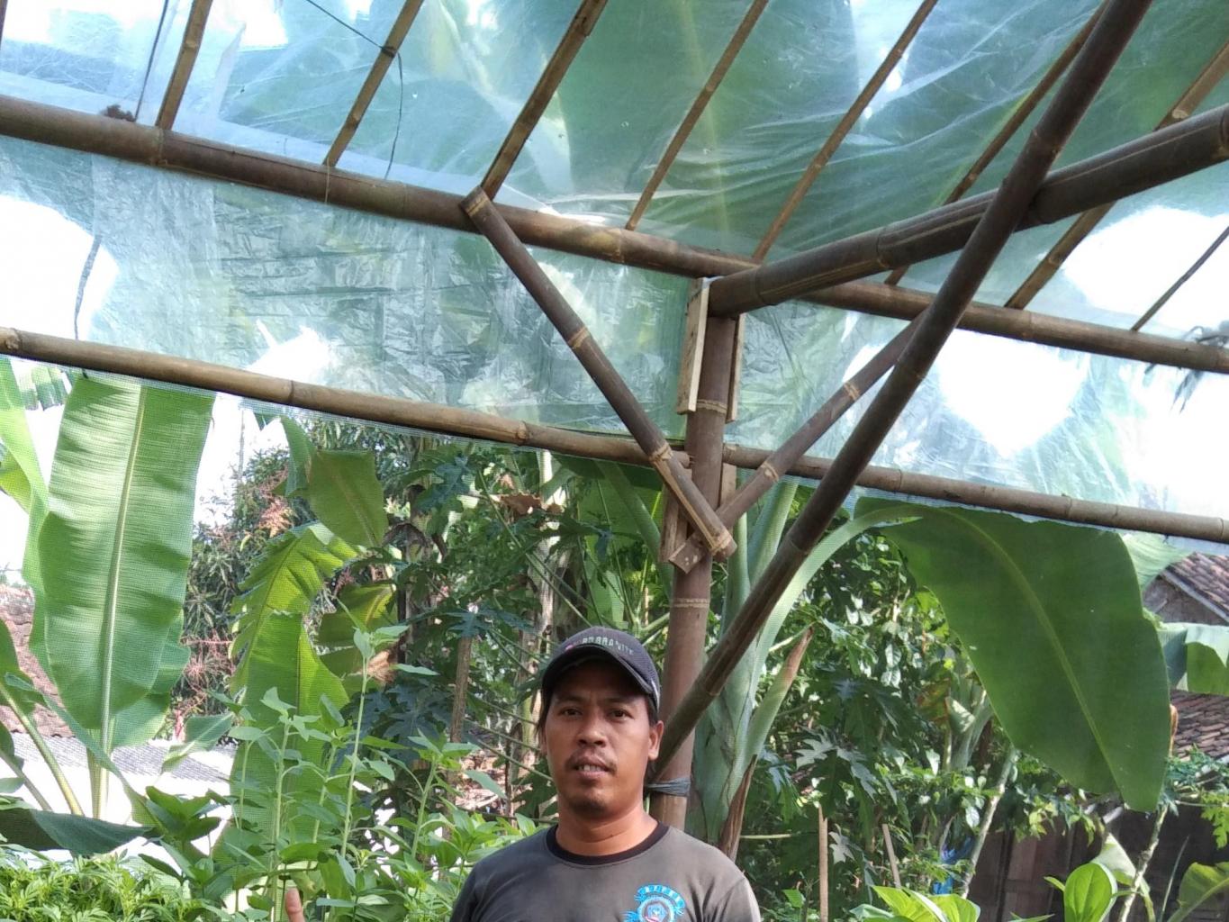 Bibit Tanaman