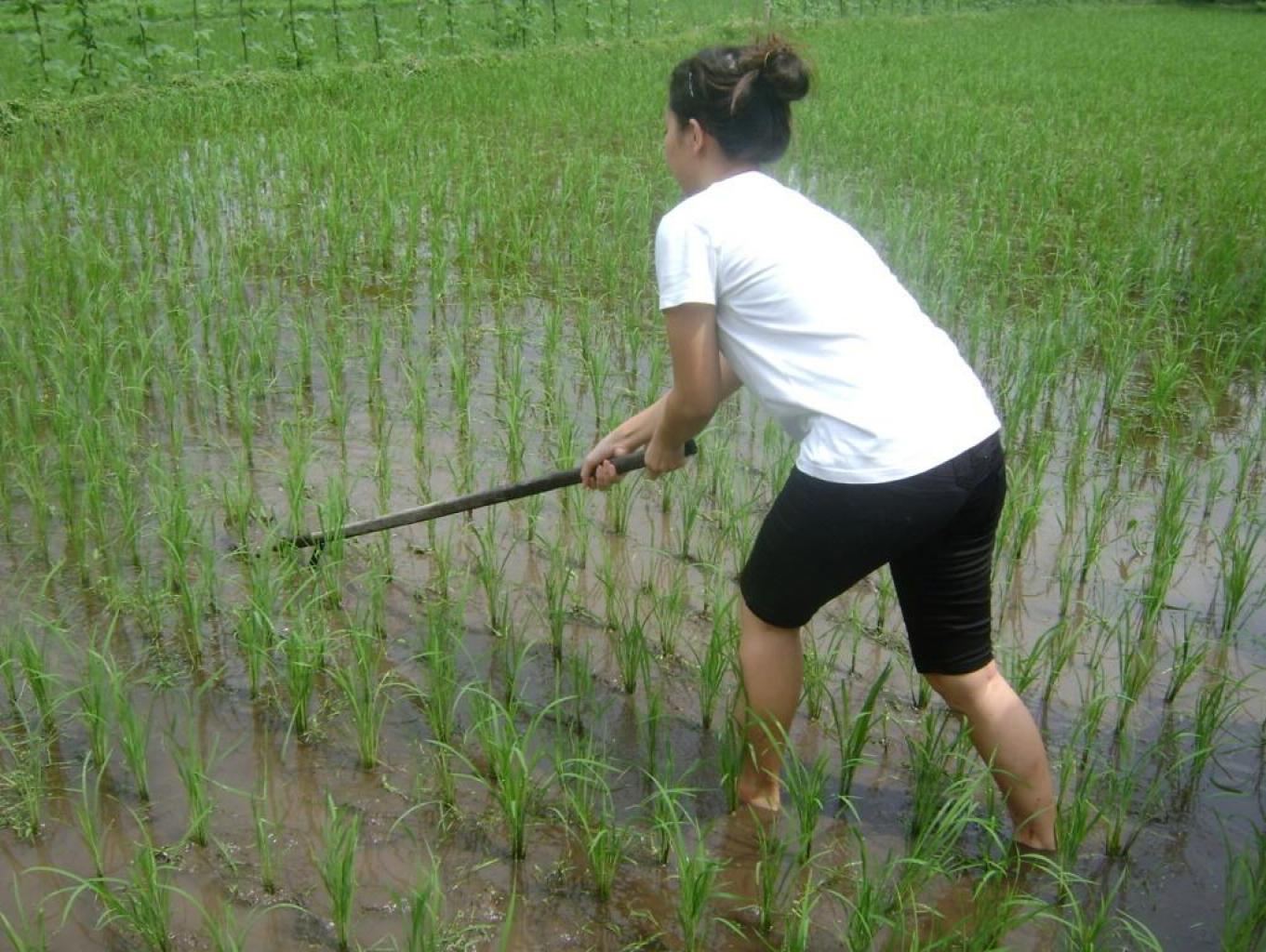 Belajar Matun Tanaman Padi