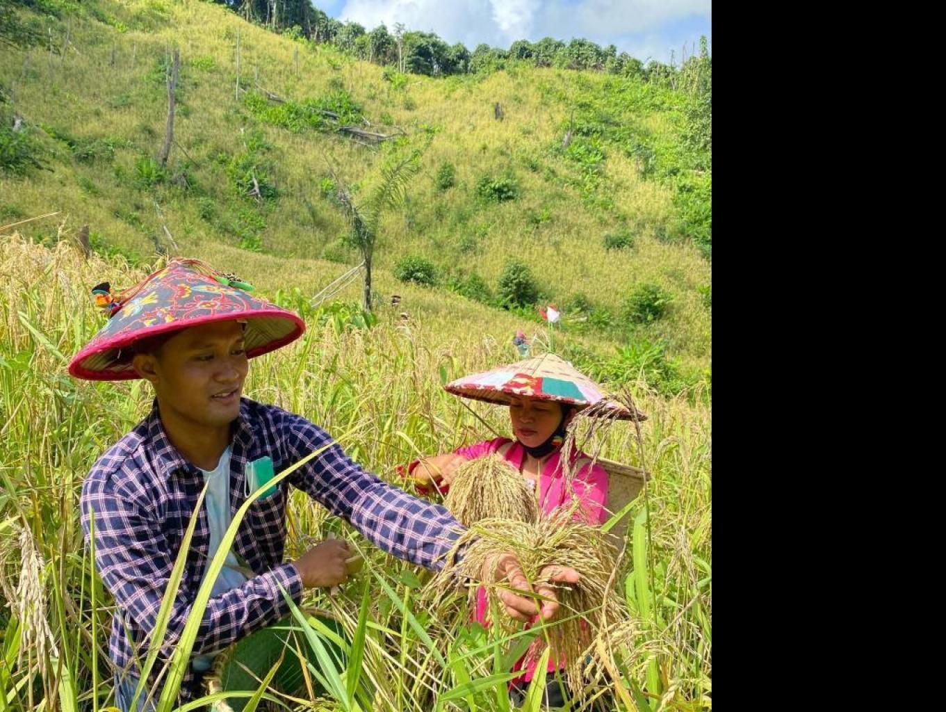 Wisata Panen Padi Gunung Menggunakan Ani - Ani