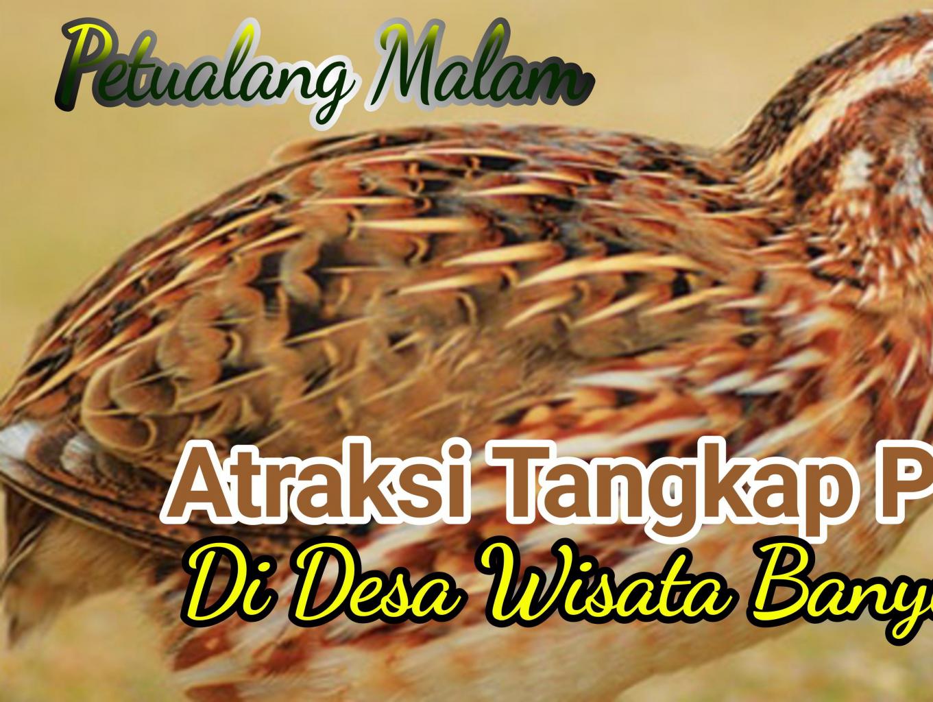Atraksi Tangkap Puyuh Di Sawah