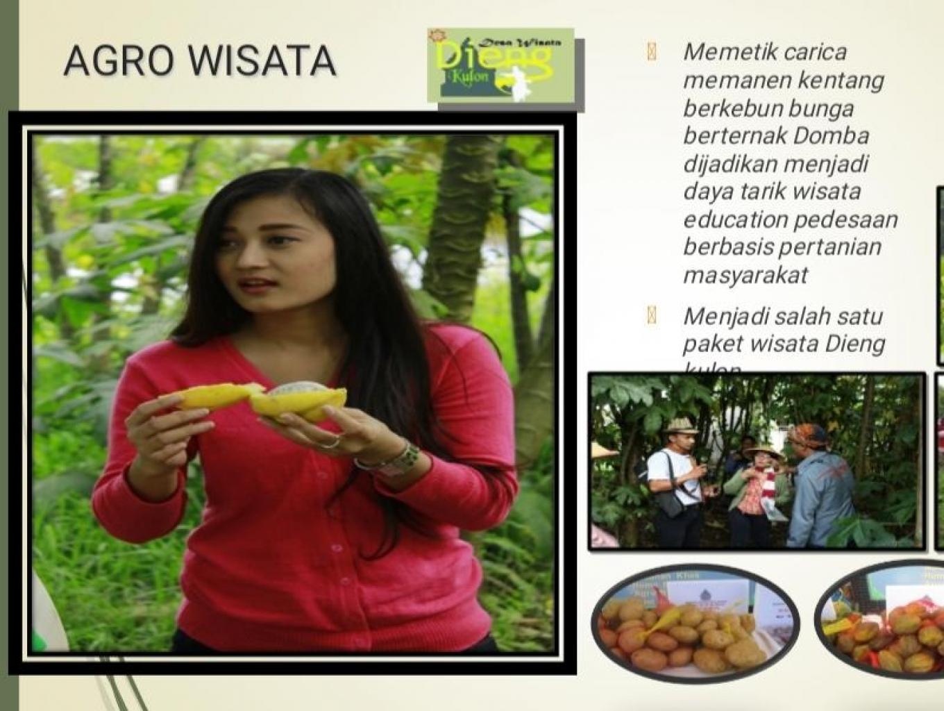 Belajar Bertani Di Dieng Kulon