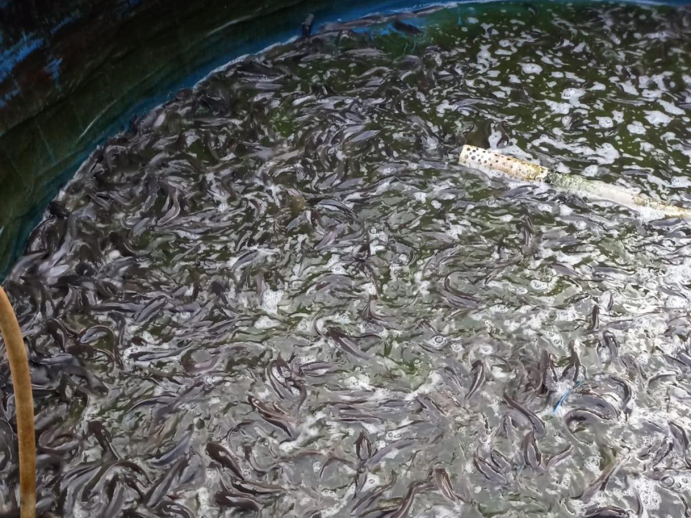 Usaha Ikan Lele M3