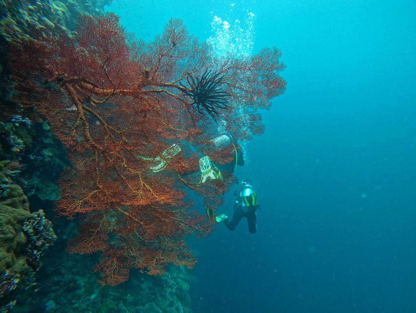 Menyelam di Laut (Diving)