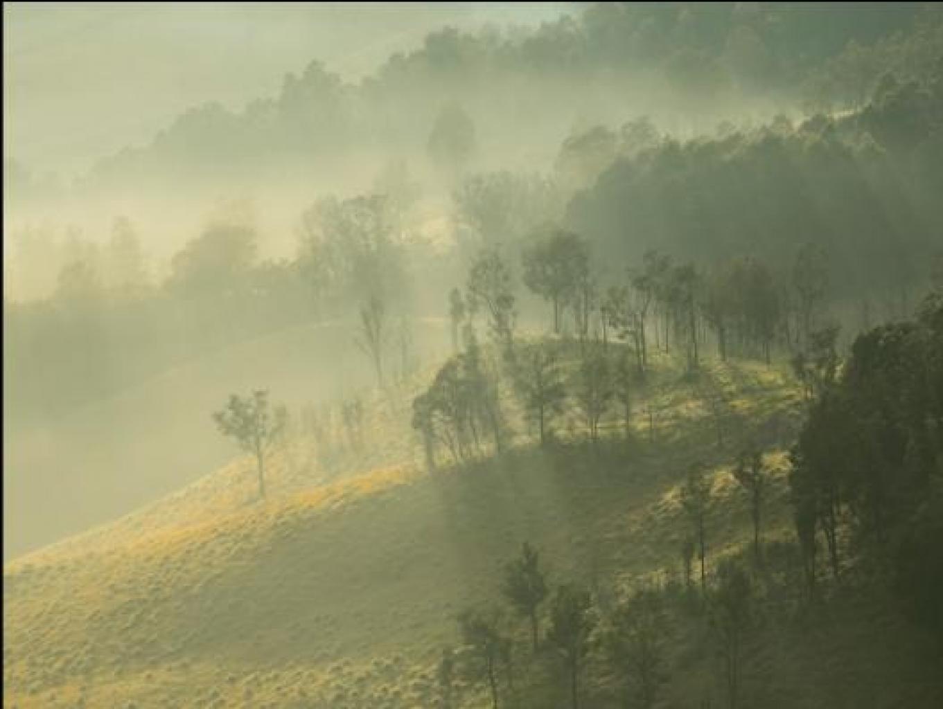Kabut Savana