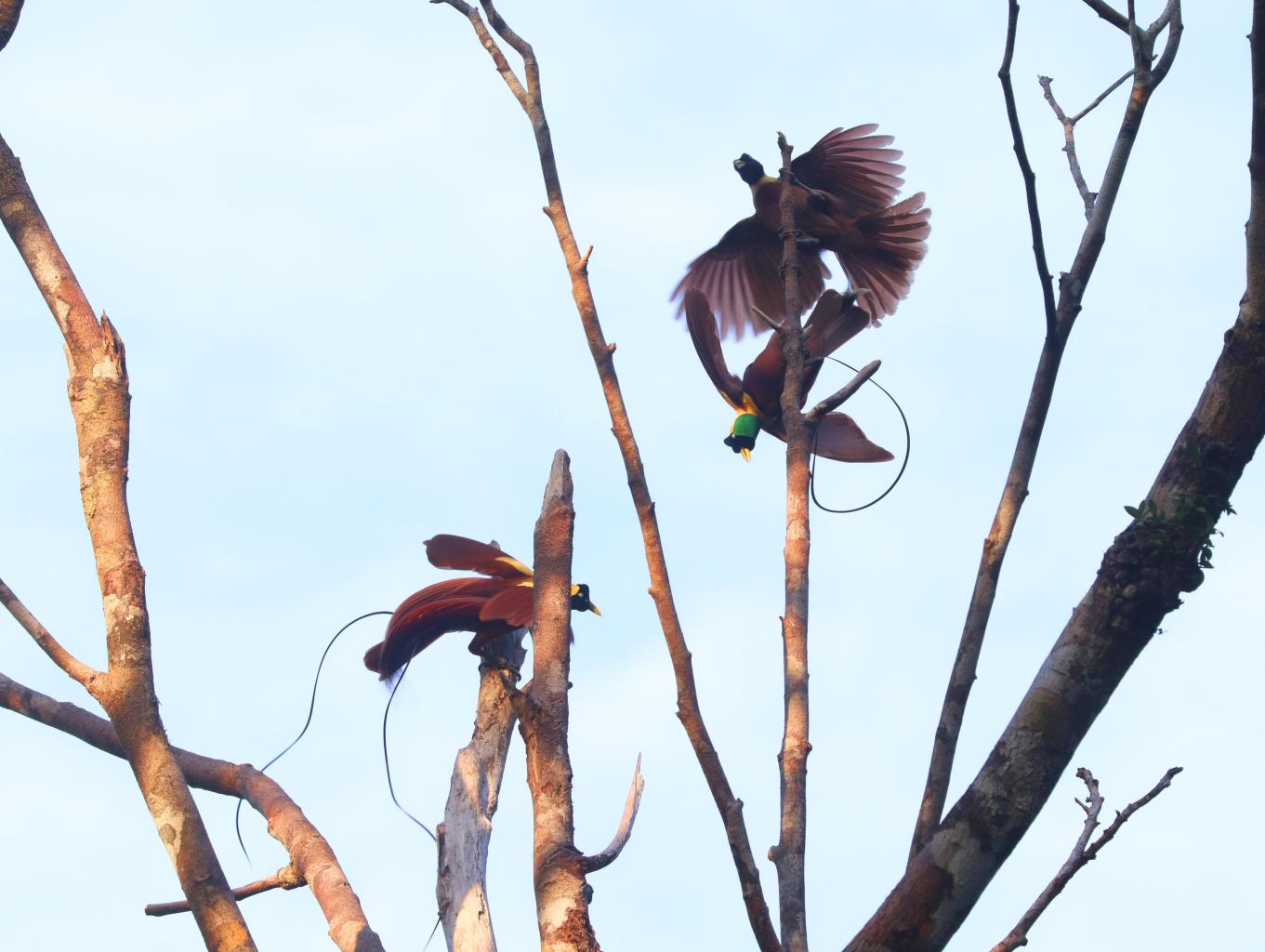 Birdwatching Dan Jungle Trekking