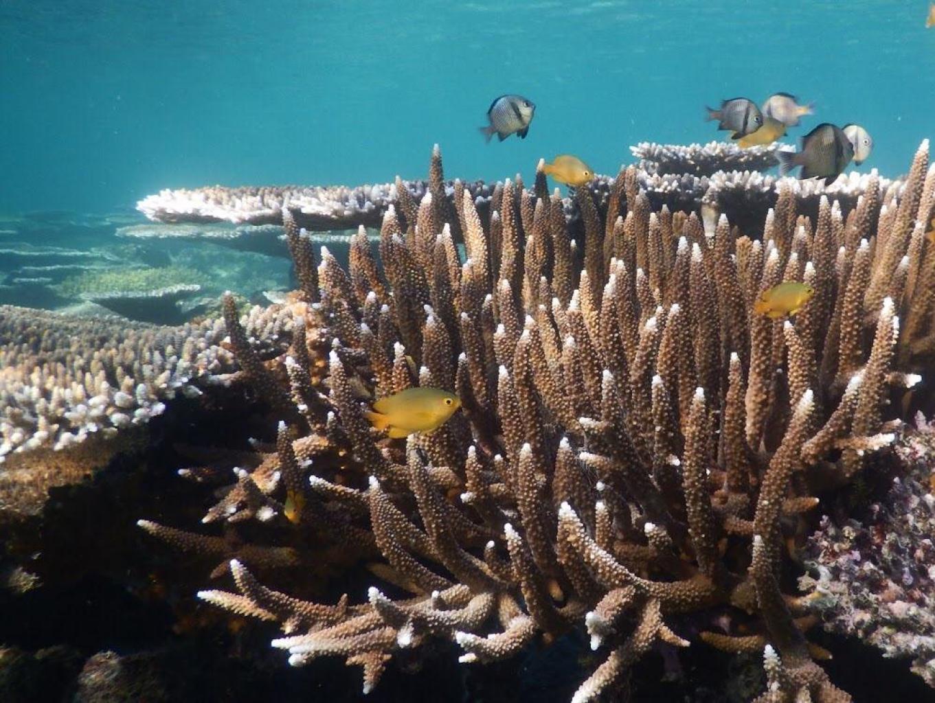 Snorkling/diving