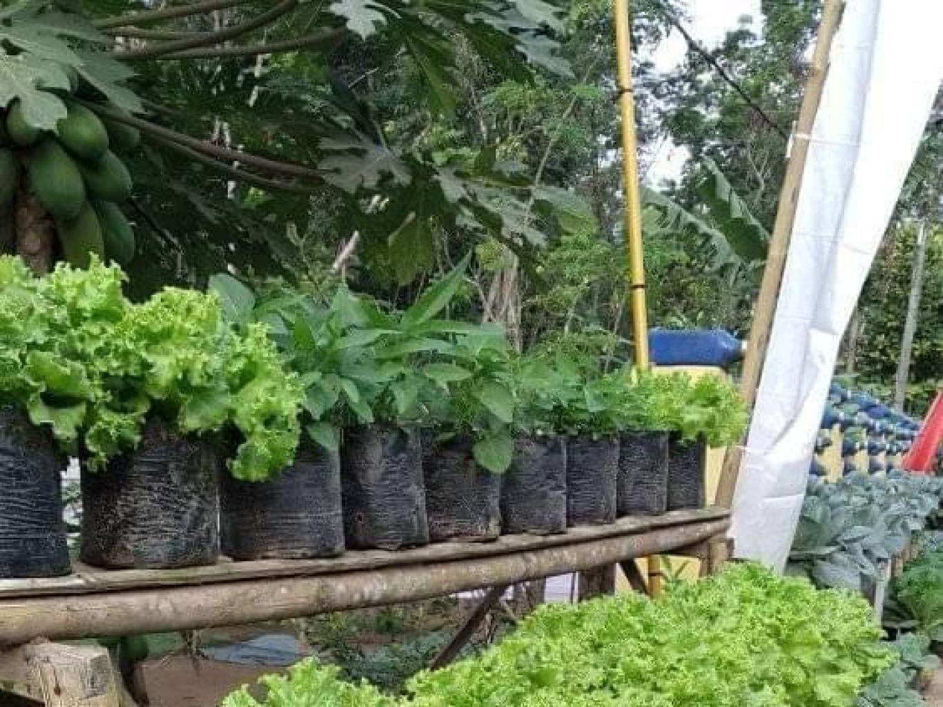 Kampung Rolas Krpl