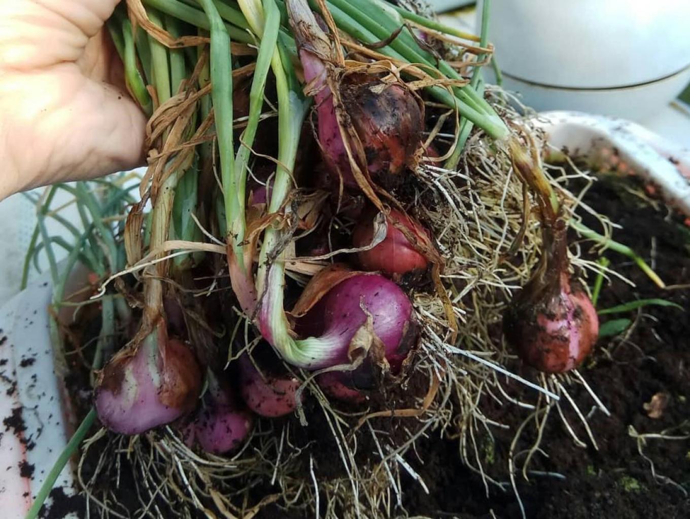 Bawang Merah