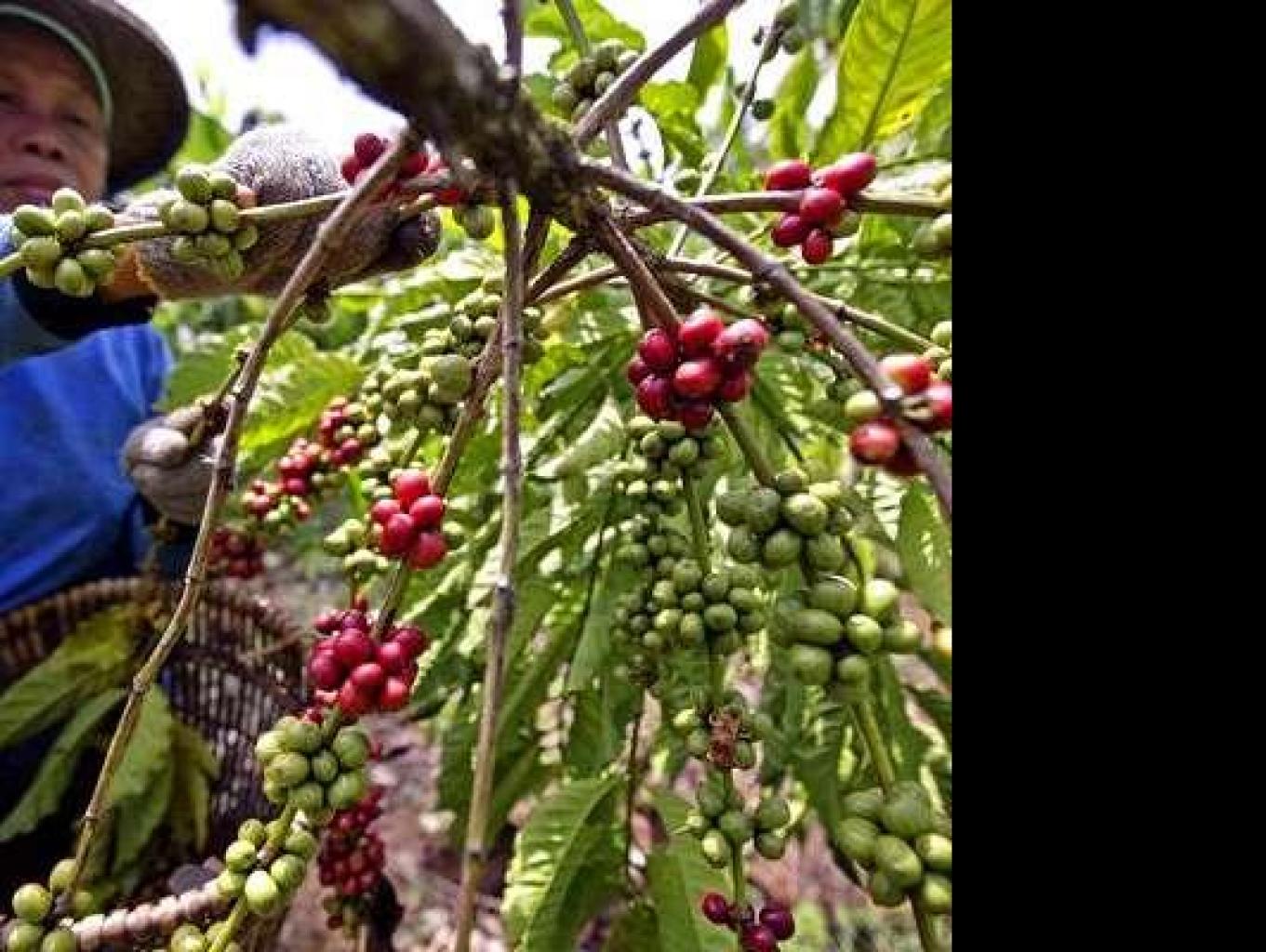 Musim Kopi Di Desa Tebat Lereh