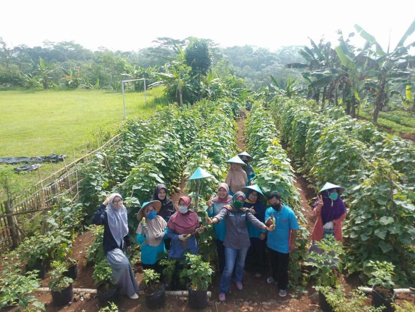 Panen Sayuran Bersama Kwt