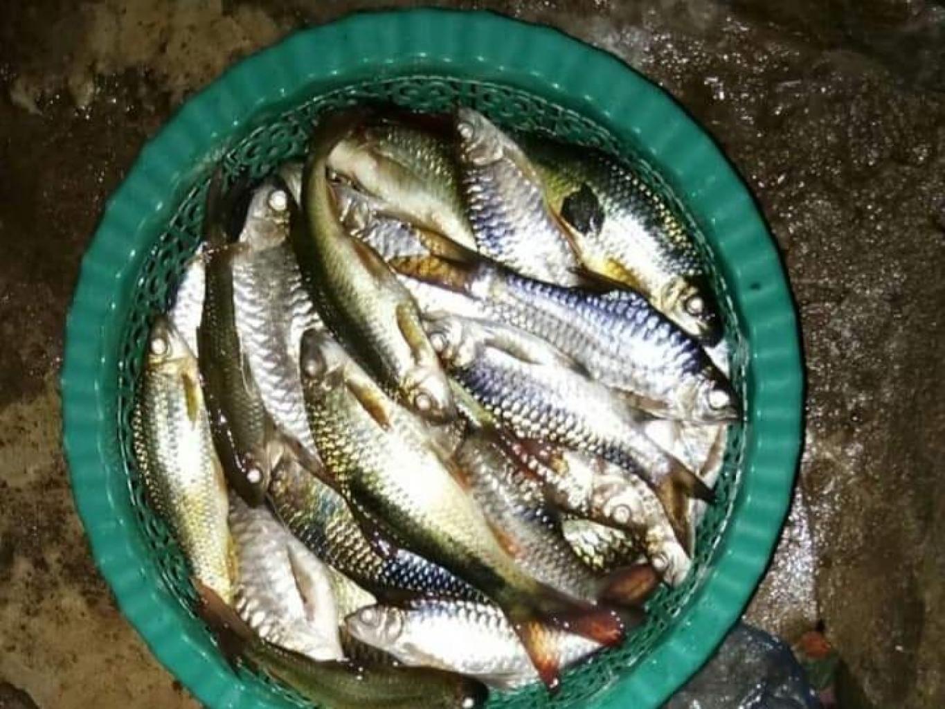 Ikan Semah