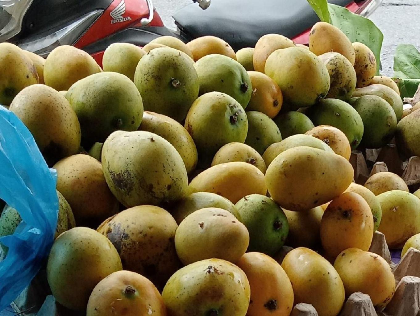 Mangga Udang