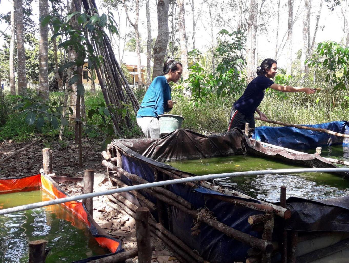 Aktifitas Memberi Makan Ikan Lele Dipeternakan Warga Lokal